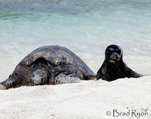 Hawaiian Monk seal hanging out with a Green turtle by Brad Ryon 